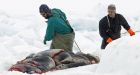 Small-calibre bullets could kill seals faster