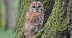 Owls change colour as climate warms