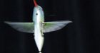 Developers showcase hummingbird-shaped drone