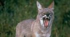 Coyote attacks man on farm in Hants County