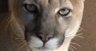 Cougar chases 2 Alta. girls down street