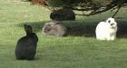 Bye bye bunnies: UVic declared a rabbit-free campus