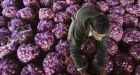 Food prices hit new record highs, says UN food agency