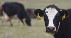Mad cow case confirmed in Alberta