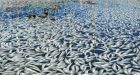 Toxin found in sardines that clogged U.S. marina