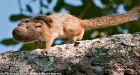 Mother carries baby squirrel back to the nest coiled into a tiny ball