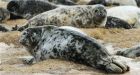 Norway joins Canada to fight EU seal ban