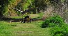 heron is chased by irate alligator mother after it swipes young from her nest.