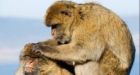 Barbary macaques recognise photos of their friends