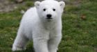 Berlin zoo says beloved polar bear Knut has died