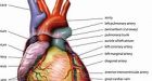 Sex can kill you, U.S. study shows