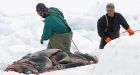 Canada's seal ban appeal goes to WTO panel