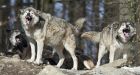 Wolves feasting on Alberta cattle, report finds