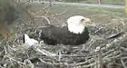 Bald eagles prepare for hatching, live and online