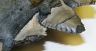 Man finds 300 million-year-old shark fossil inside mine
