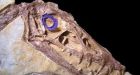 Dinosaurs were active both day and night, study claims