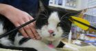 California cat shot in head with arrow, survives