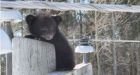 Zoo wants attack on bear cubs investigated