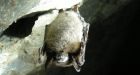 Bat disease makes its way to Nova Scotia