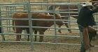 SPCA remove 340 starving horses from Alberta farm
