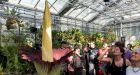 Giant stinking flower to bloom for 1st time in 17 years