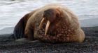 BP agrees to $25M penalty for 2006 Alaska spills