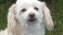Poodle survives drop from sky