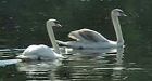 Royal swans in need of new winter home