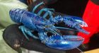 Electric-blue lobster caught off P.E.I.