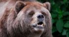 Grizzly bear attack injures B.C. man