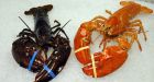 Supermarket nets rare orange lobster