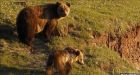 Yellowstone National park grizzly bear 'kills hiker'