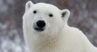 Polar bears had Irish grizzly ancestor