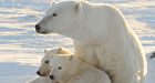 Marathon swims deadly for polar bear cubs