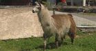 Llama attack 'a nightmare,' senior says