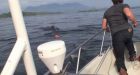 Humpback whale rescued near Tofino