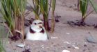 Parks Canada protects endangered piping plovers