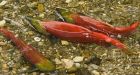 Up to 4 million sockeye expected in run