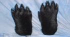 Man arrested after bear paws found in luggage