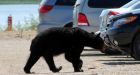 2 more bears shot at Grand Beach