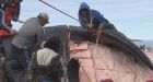Iqaluit bowhead whale hunt a success
