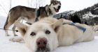 Charges to be recommended in Whistler sled dog massacre