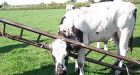 Stuck cow rescued from ladder in Scotland