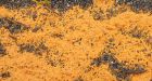 Orange goo on Alaska shore was fungal spores