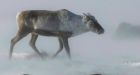 Arctic caribou herds may have stopped decline: biologist