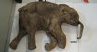 Baby mammoth remains found in Arctic