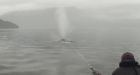2nd whale rescued off B.C. coast; third still in distress