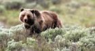 Grizzly attack possible after hiker found dead