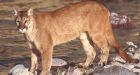 Cougar attacks frighten B.C. village