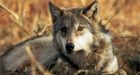 Critics rankled by B.C.'s open season on wolves